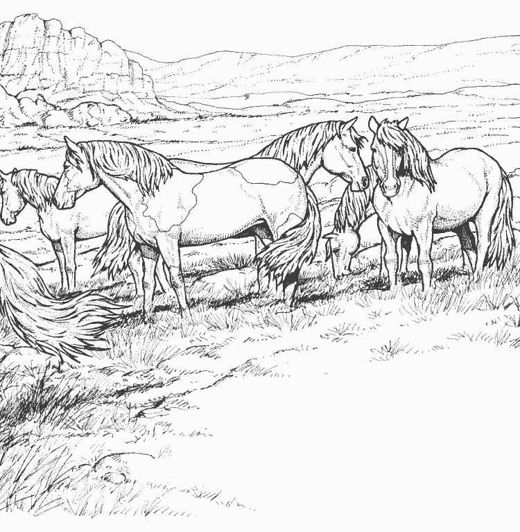 coloriage troupeau de mustang